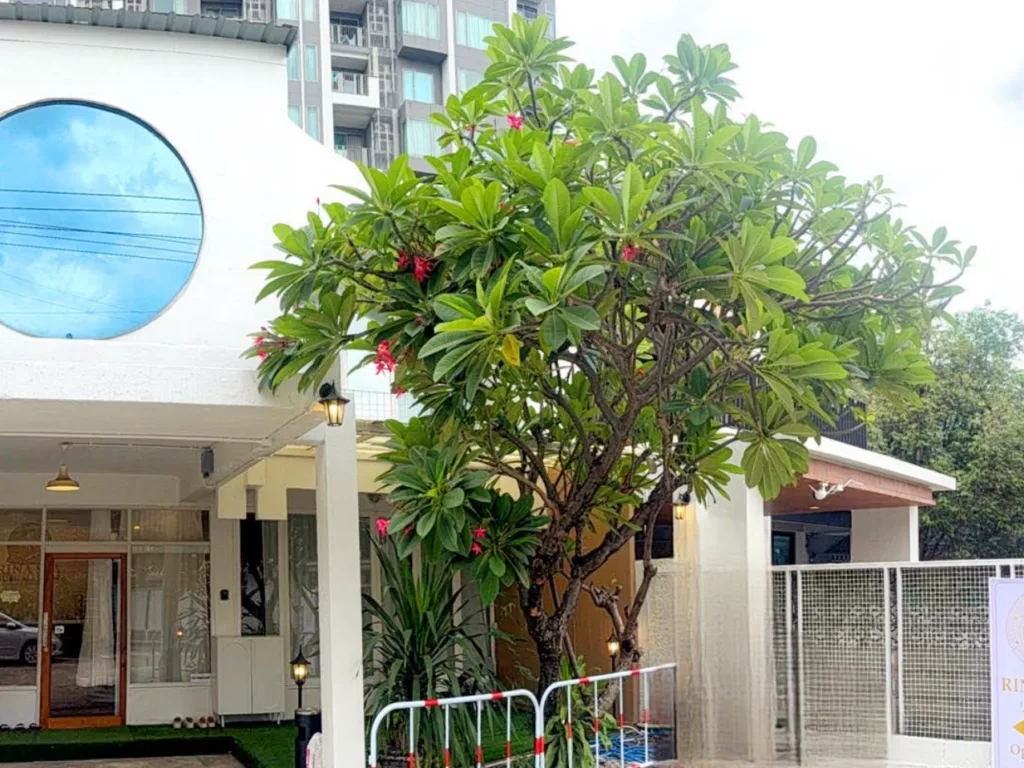 Rina Spa Nuru Massage